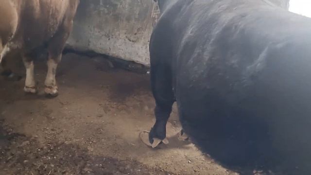 angus ishqivozlariga 1 tonna смотреть онлайн