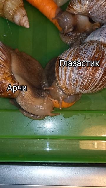 Недавно у двоих моих улиток было день рождения🥳👏❤🐌#supersnails смотреть онлайн