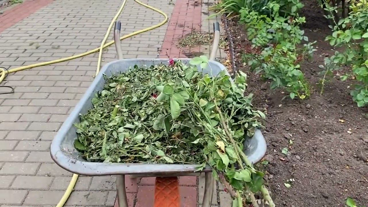 Розы. Испытания продолжаются- эксперимент дубль 2. В розарии полный порядок, а что дальше??? смотреть онлайн