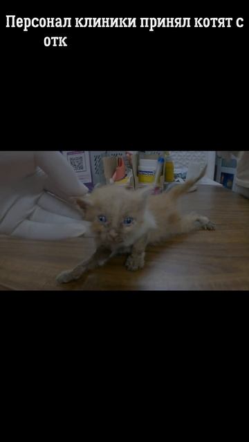 Котята нуждались в помощи #shorts смотреть онлайн