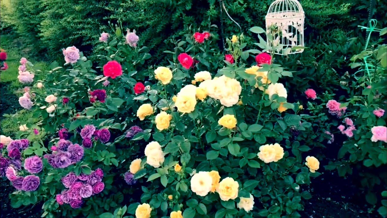 Розы. Новичкам на заметку. Шикарные сорта и идеи ..... смотреть онлайн