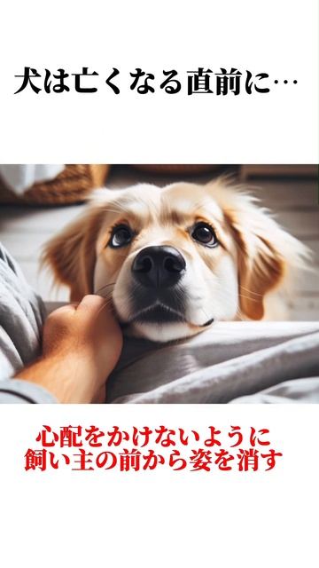 イヌの秘密が泣けます😭【涙腺注意】犬の可愛すぎる秘密10選を暴露 смотреть онлайн
