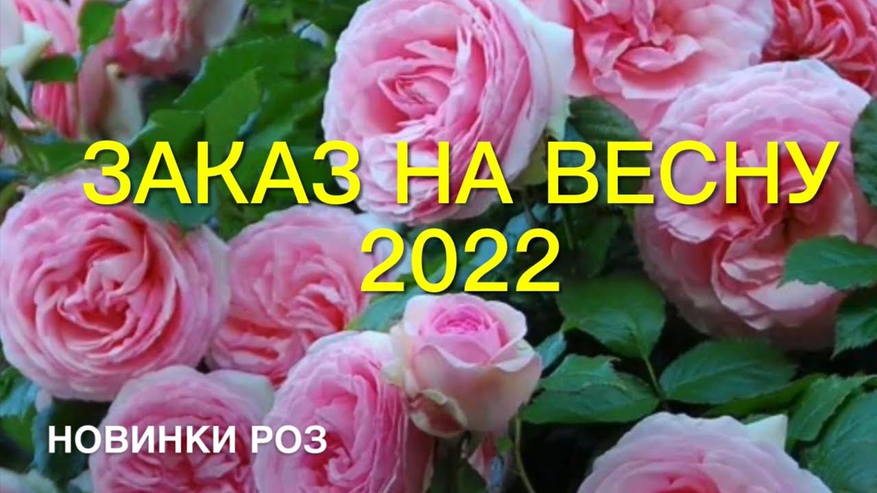Розы. Заказы на весну 2022 года. Прошлась по новинкам, ох и ….. смотреть онлайн