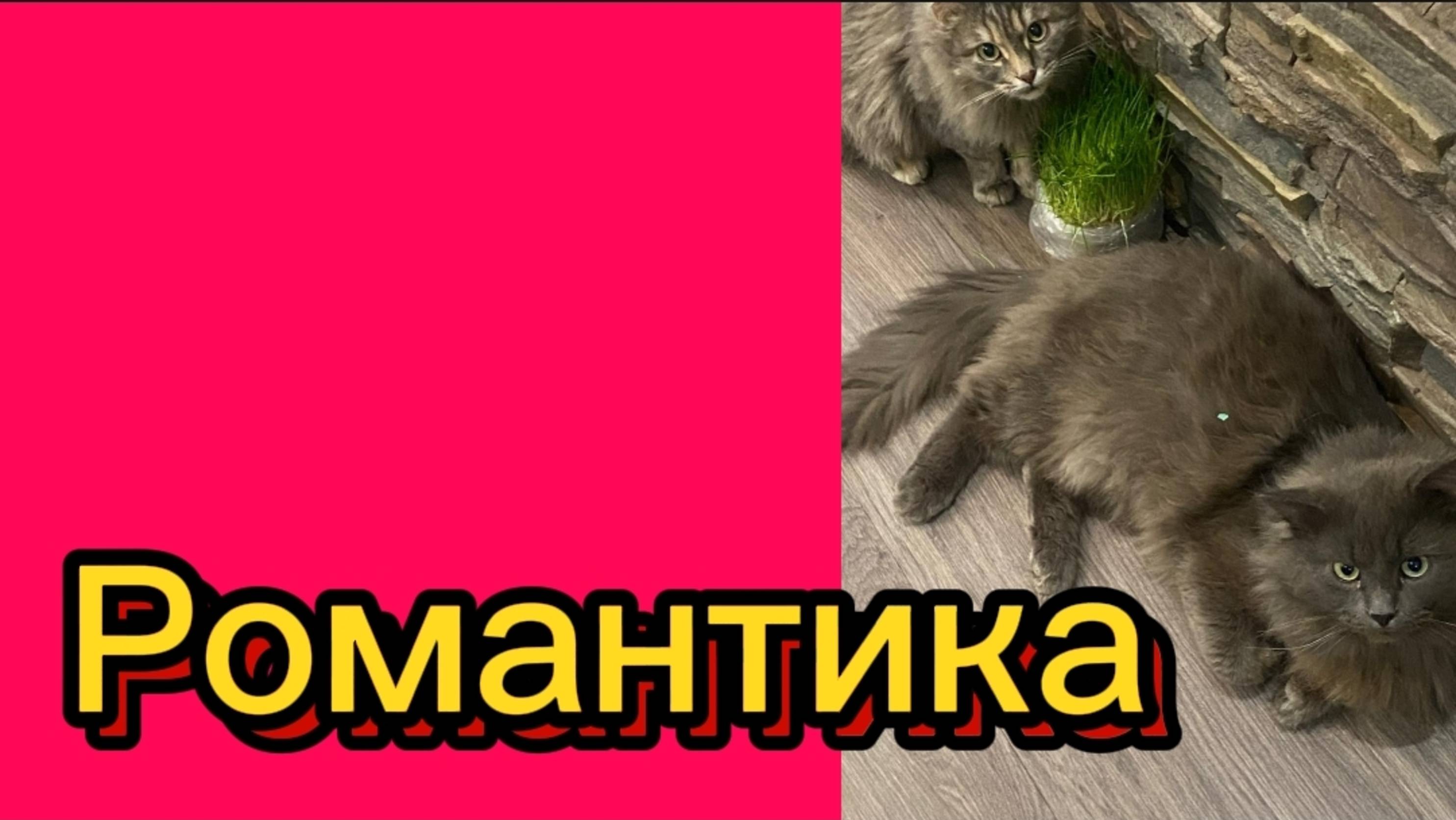 ДЕРЕВЕНСКИЙ ДНЕВНИК. "РОМАНТИК" смотреть онлайн