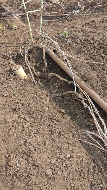 Весенняя обработка винограда смотреть онлайн