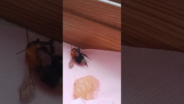 мегтшиемнрщта