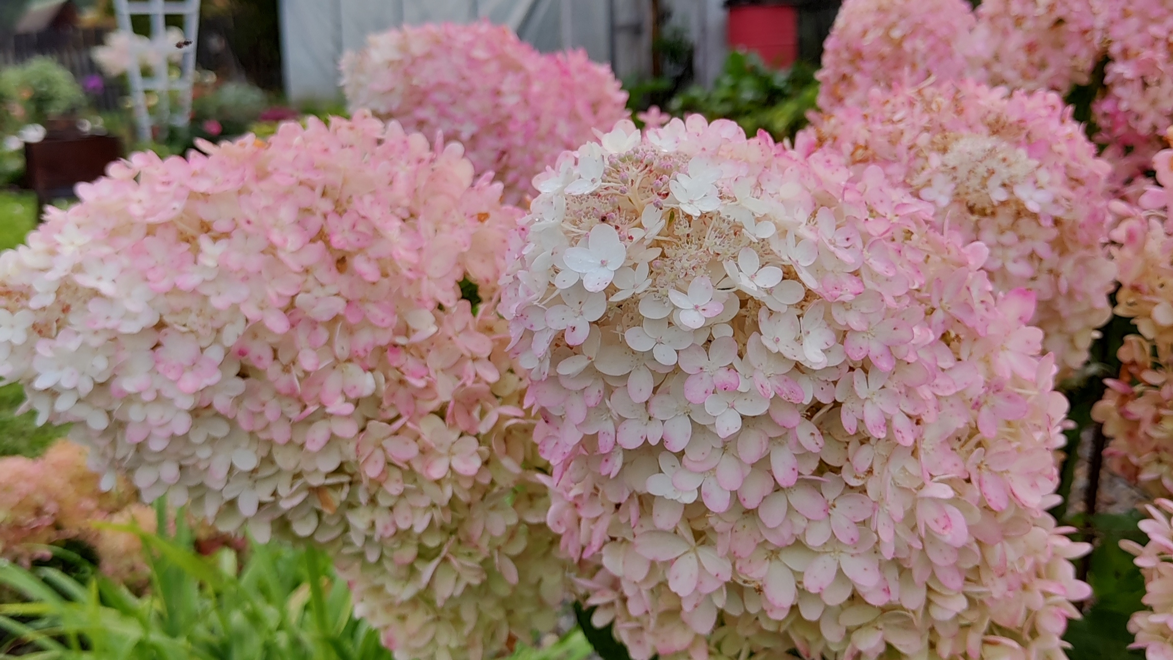 Самые красивые Гортензии в моём саду смотреть онлайн