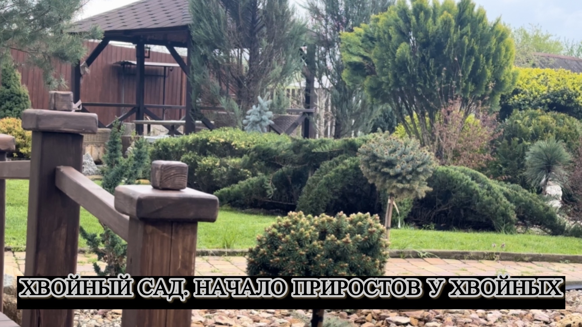 Хвойный сад. Начало приростов у хвойных. смотреть онлайн