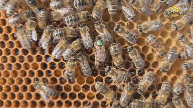 Разбор гнезда комбинации: B124(DSA)24 Kmk B300(DSA)22