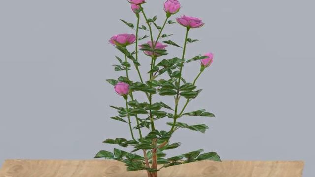 3D Vectorworks model of a Fuchsia Rose смотреть онлайн