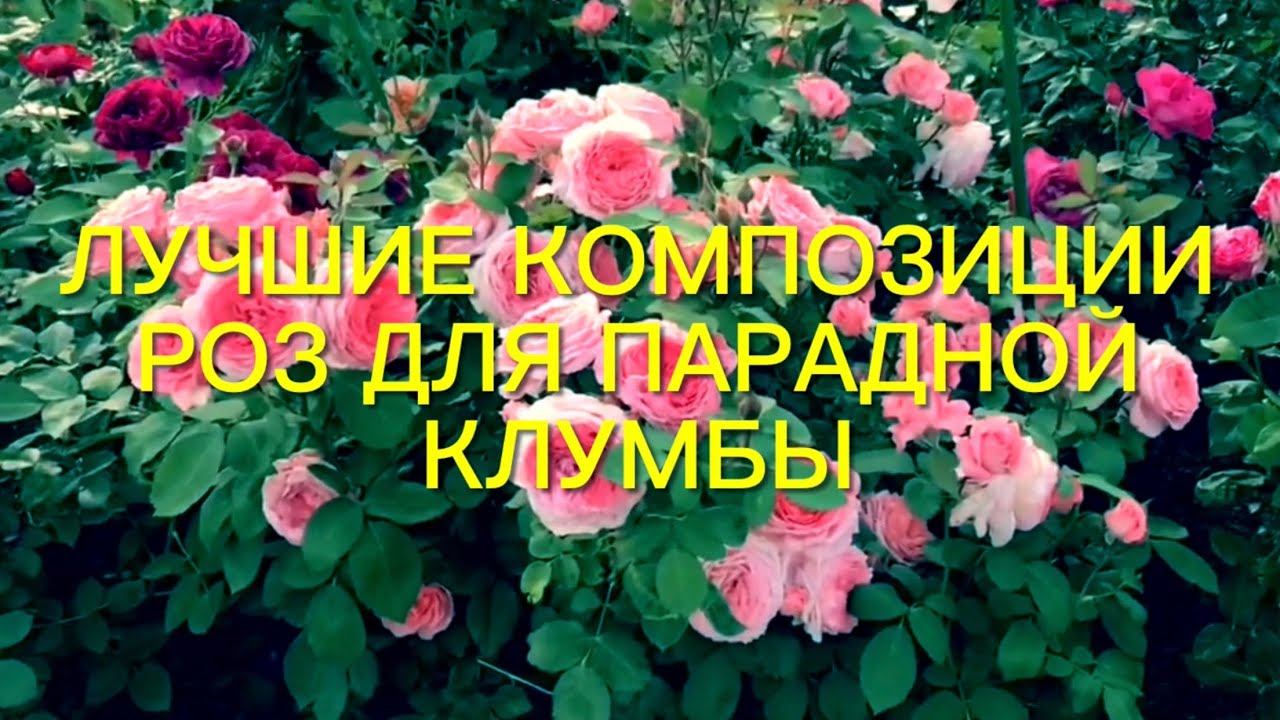 Розы. Сладкие парочки моего сада. Лучшие розы для парадной клумбы. Надежные и ….. смотреть онлайн