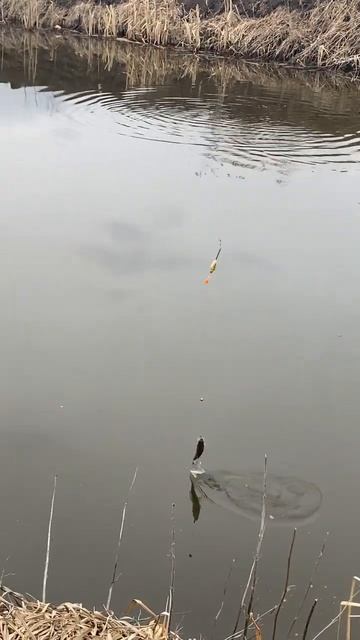 Идеальная поклевка на поплавок.. смотреть онлайн