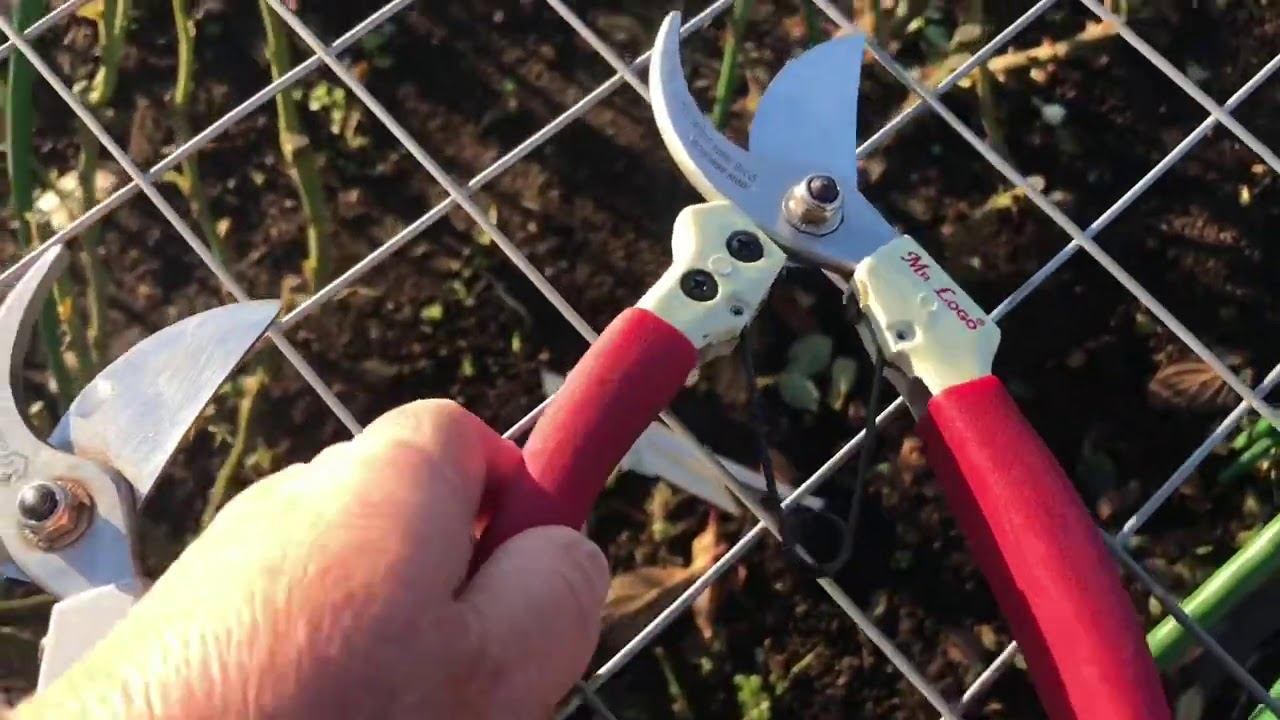 Розы . Обрабатываем розарий, выбираем сорта и .... смотреть онлайн