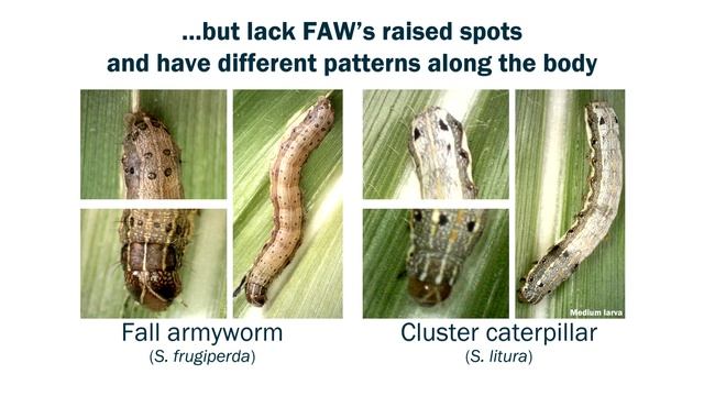 What does fall armyworm look like? смотреть онлайн