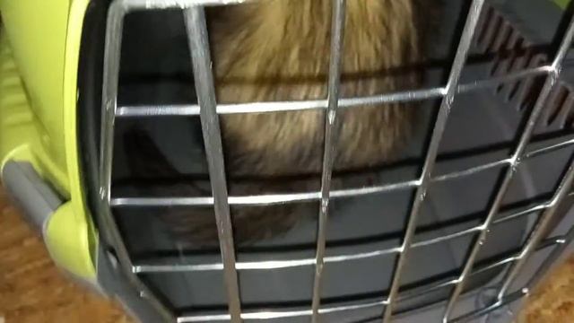 мои любимые хорьки. #фретка смотреть онлайн