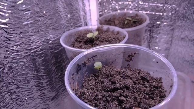 Черенкование лобелии и петунии смотреть онлайн