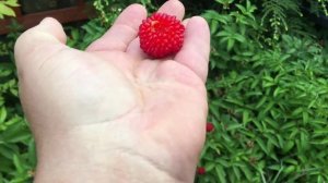 Тибетская малина. Вся правда. С дегустацией!