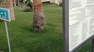 Swiss inn 5 , Египет, Хургада, отель.