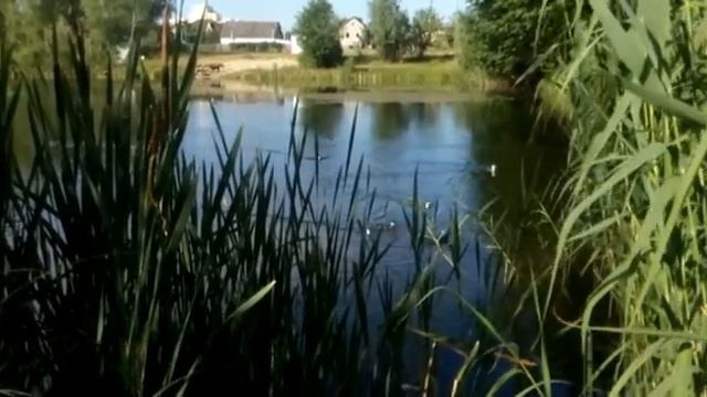 Прогулки молодых камышниц 17 jun 2017 rurki смотреть онлайн