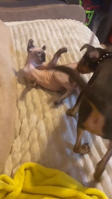 СОБАКА И КОТ