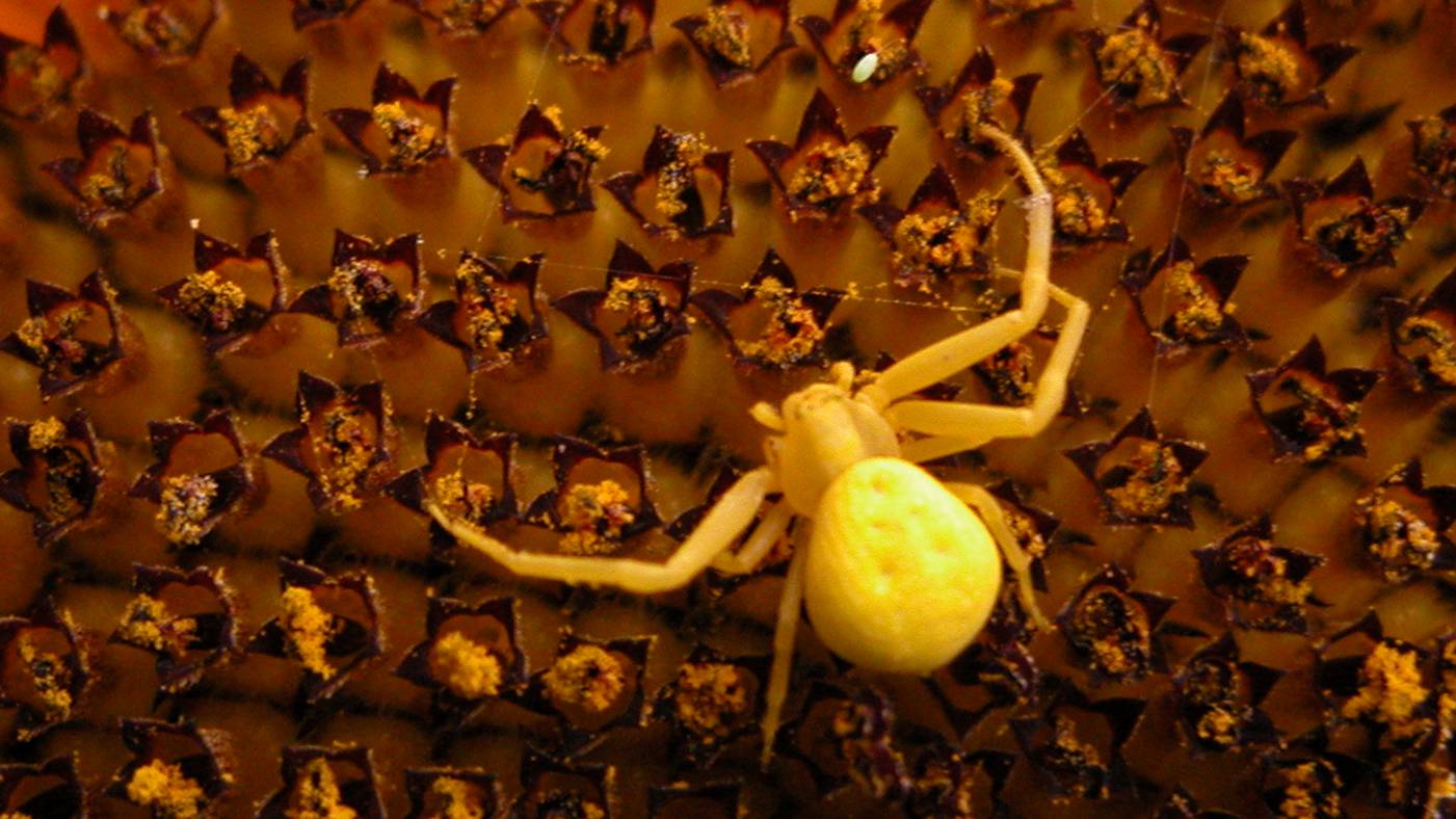 Макросъемка. Мир  насекомых