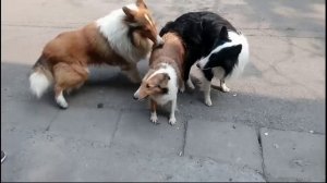 DOG mating