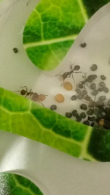 Муравьиная ферма . Жницы 🐜 смотреть онлайн
