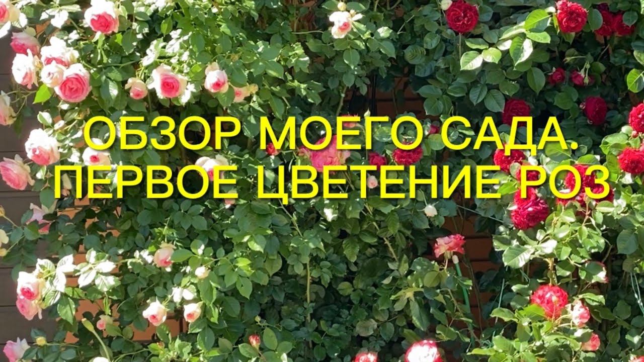Приглашаю в мой сад. Первое цветение роз. смотреть онлайн
