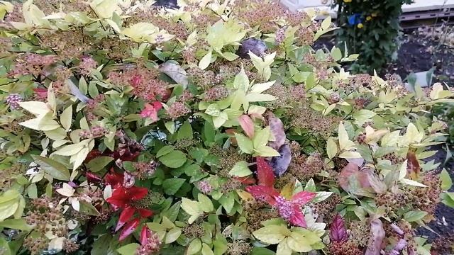 Обзор на 14 октября "осенние краски" смотреть онлайн