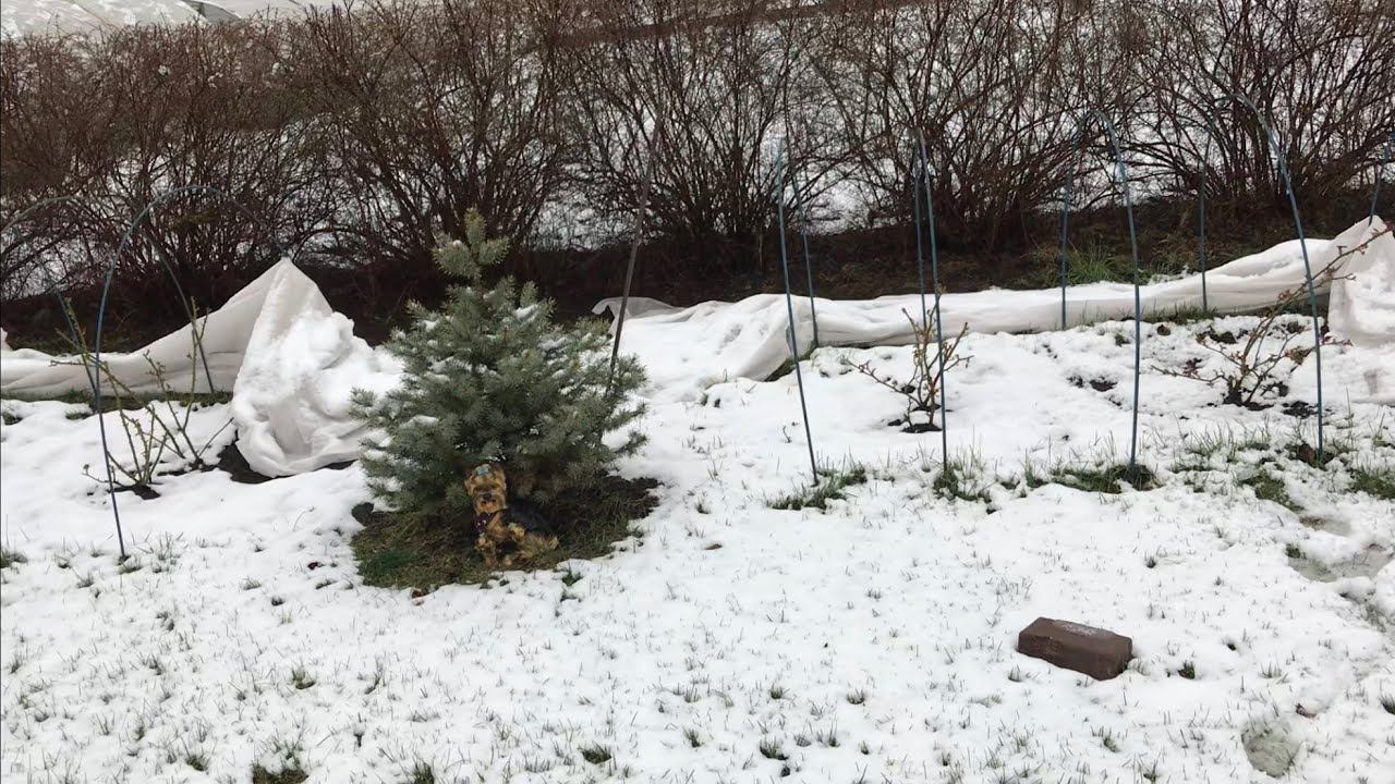 Розы засыпало снегом. смотреть онлайн