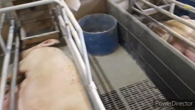 28 Свиноматок опорос смотреть онлайн