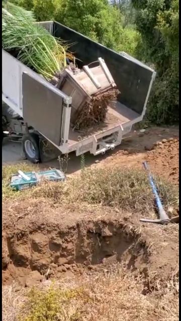 planting Canary Island palm. смотреть онлайн