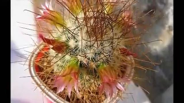 mammillaria reiko leptacantha, capítulo 47 de cactusycrasasHC смотреть онлайн