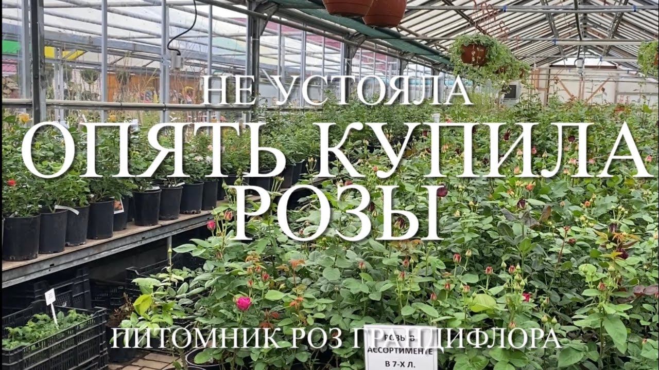 Розы. Меня нельзя допускать к розам. О посадке роз в горшках и ... смотреть онлайн