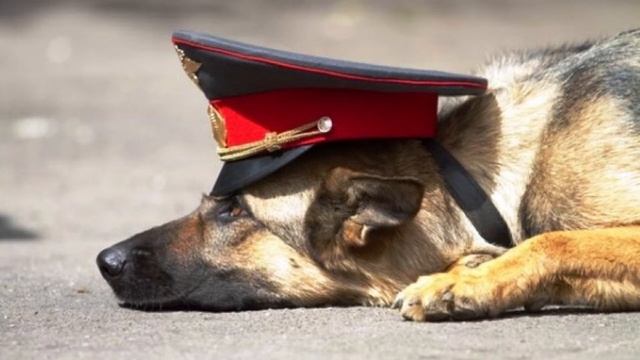 Арбат Бит- Я собака смотреть онлайн