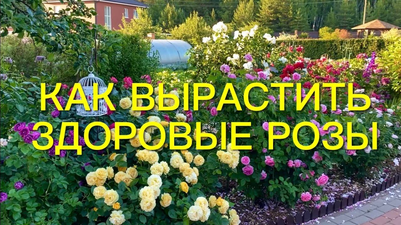 Розы. Моя схема защиты розового сада от болезней. Скорая помощь в борьбе с основными …. смотреть онлайн