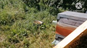 2.Вывод маток, перенос личинок в искусственные мисочки