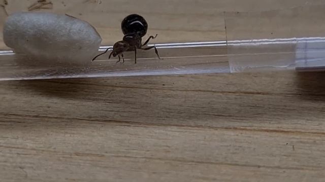 Crematogaster scutellaris suite du test, vidéo Bonus смотреть онлайн