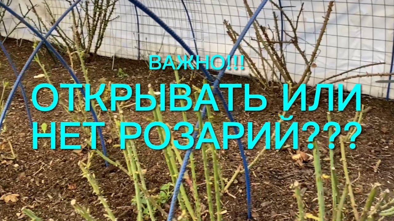 Розы. Важно!!! Приступаем к поэтапному открытию роз. Делаем это осторожно и правильно. смотреть онлайн
