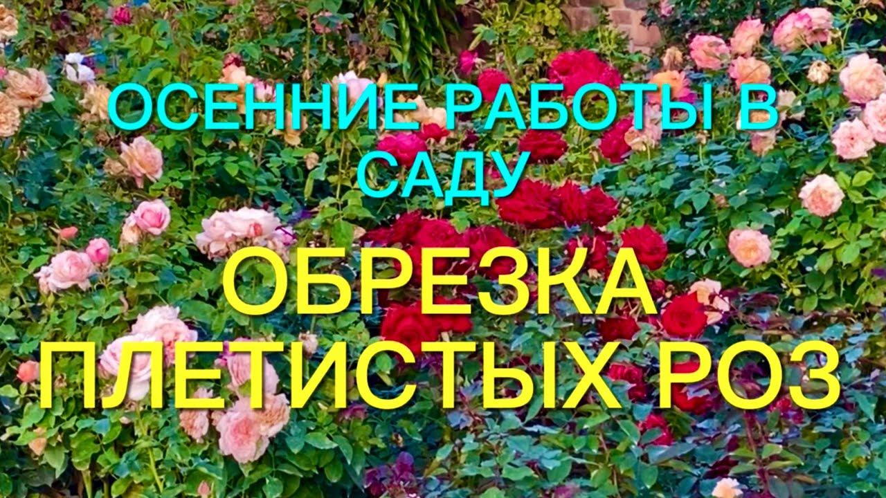 Розы. Осенние работы в саду. Обрезка плетистых роз. смотреть онлайн
