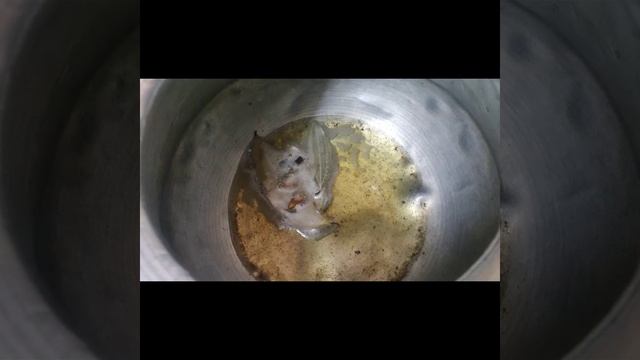 Easy and Spicy Biriyani check out the Description below for the Recipe смотреть онлайн