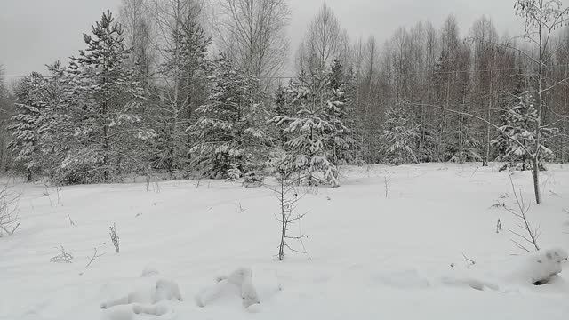 Земельный участок 48 соток в Филипповщине Новгородская область