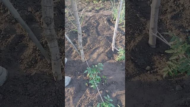 Подвязка томатов.часть 1 смотреть онлайн