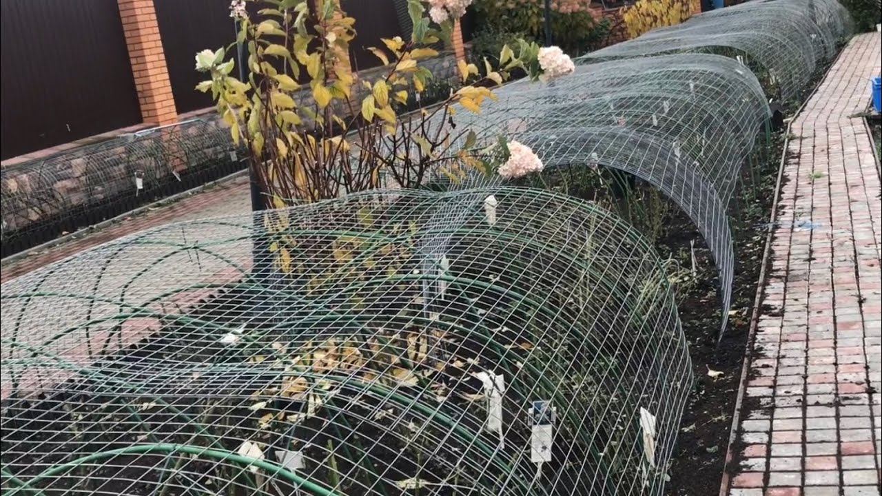 Розы. Остинки обрезаны, укрытия готовы, а что дальше??? смотреть онлайн