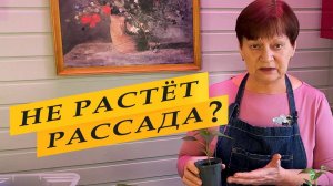 Почему не растет рассада. Почему рассада остановилась в росте.