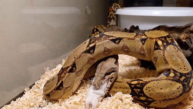 Stunning Serpent Feeding Part 1 | TTN REPTILE'S TV смотреть онлайн