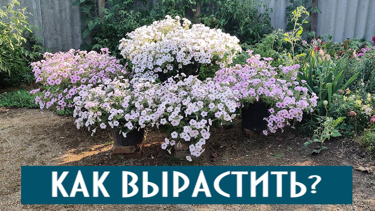 Как вырастить очень пышный куст петуний! Петуния ампельная смотреть онлайн