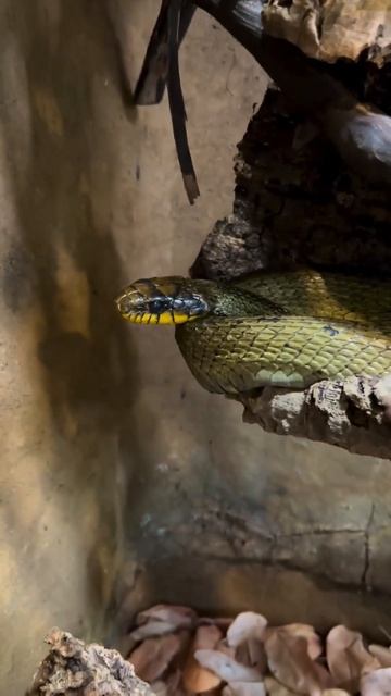 Actually sir it’s an Amazon puffing snake