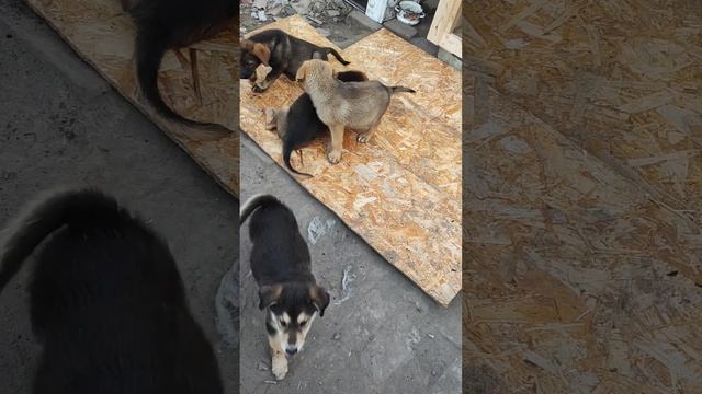 Гончая собачка Чара и ее щенки/ наши новости смотреть онлайн