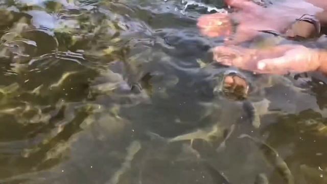 #46/Hand fish (Ручная рыба)/Summer (Лето)/2021 смотреть онлайн